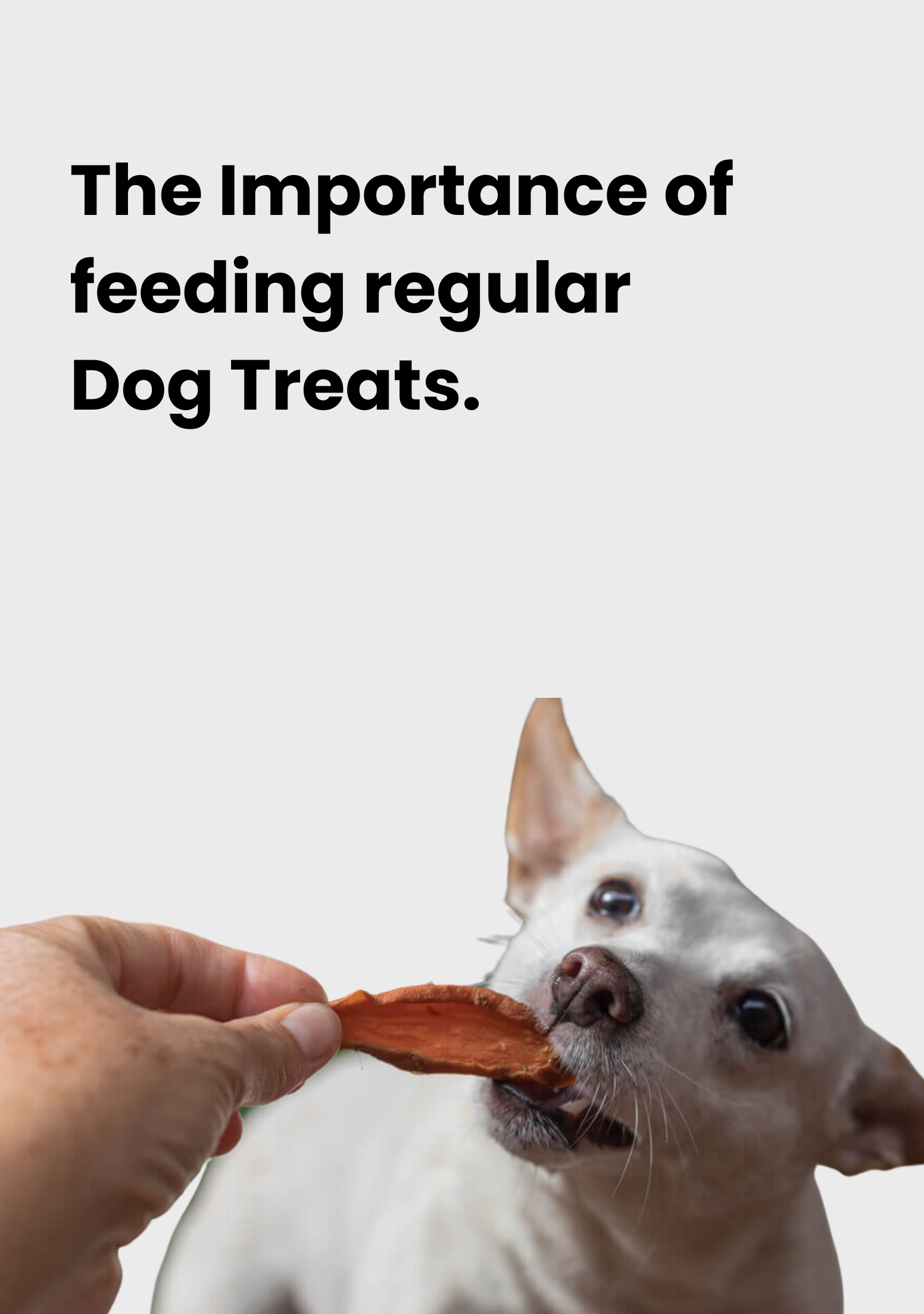 The Importance of Regular Dog Treats